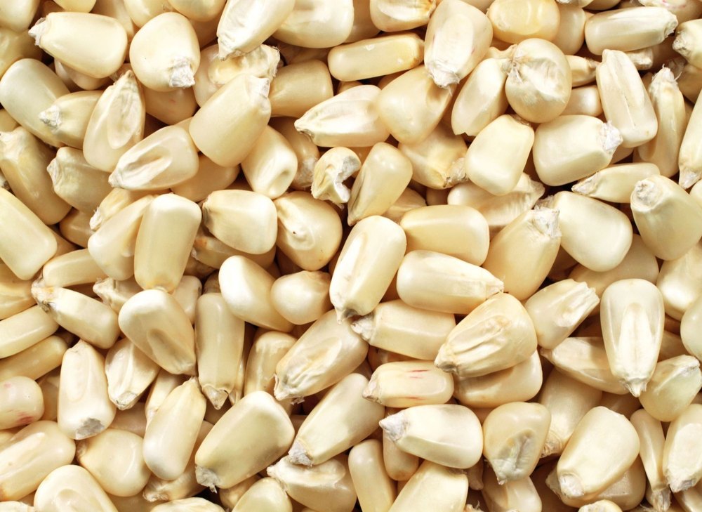 Maize grain